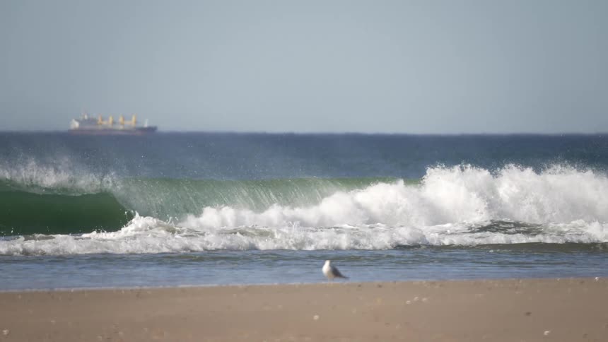 Ocean wave breaks against the beach with seagull