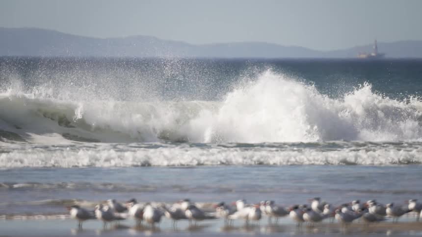 Waves crash to the shore where seagulls stand and relax