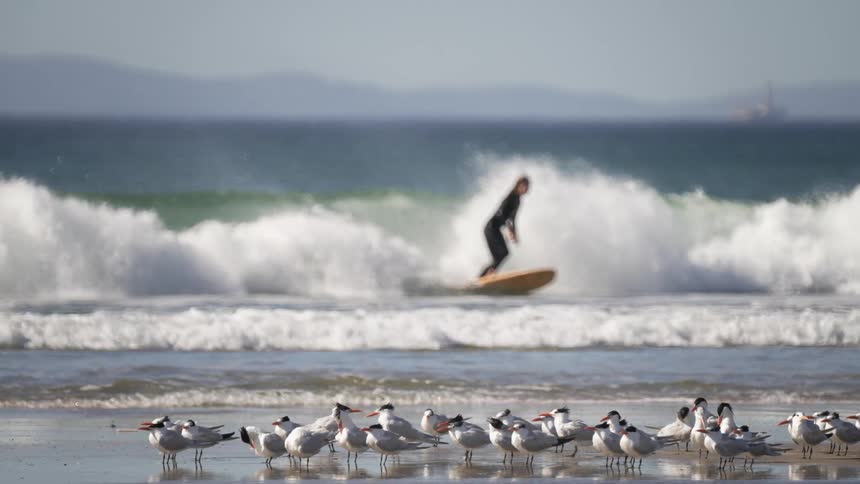 Flock of seagulls standing over the wet sand on a beach near a surfer riding a wave