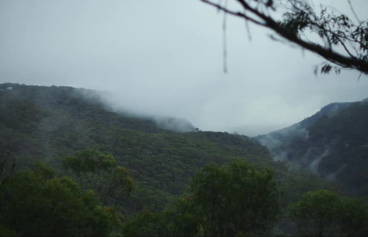 Heavy fog moves over tree covered hills in a canyon