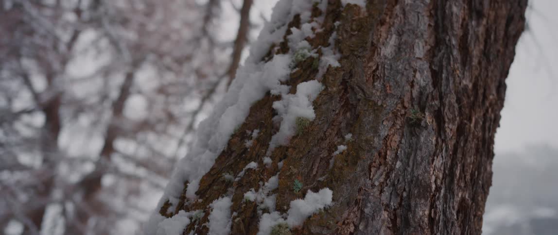 Snow on the side of a large tree in the forest under a cloudy sky