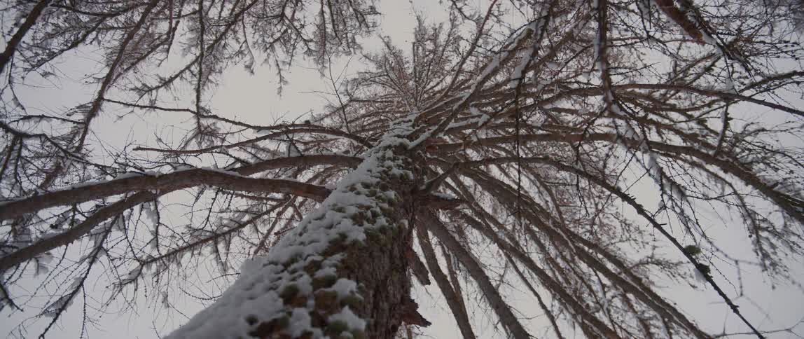Birds eye view of snow falling off tree branches