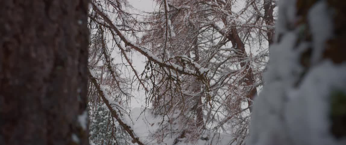 Melting snow falls from trees in a forest
