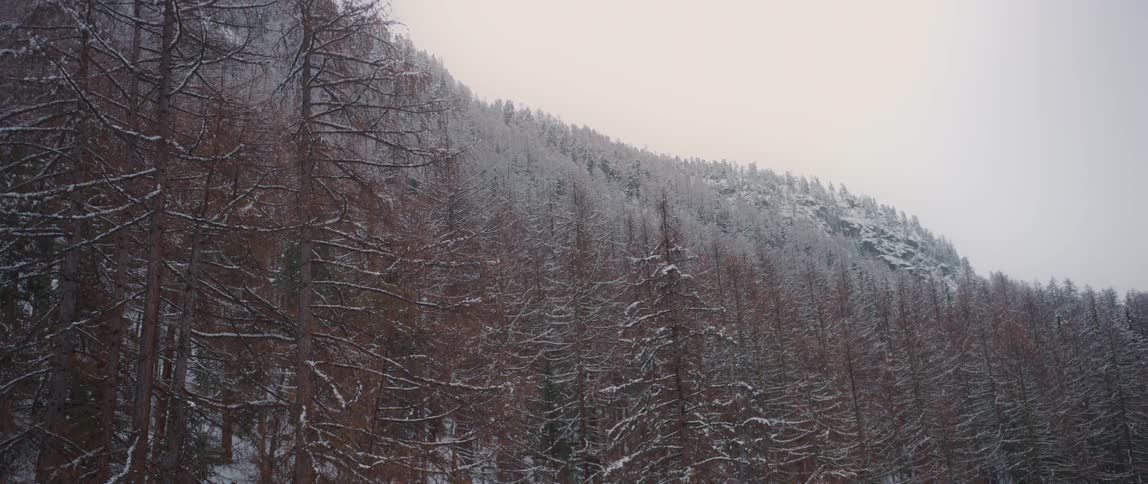 Its snowing in the forest at dusk