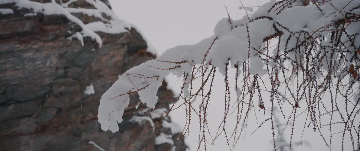 Melting show drips from a barren tree in a canyon