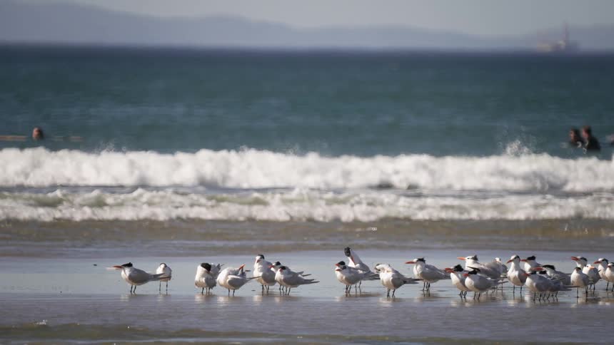 Bird stand on the shore as people relax in the water while waves roll in