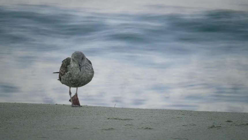 Seagull shakes its wings and body and then walks on the sandy beach next to the ocean