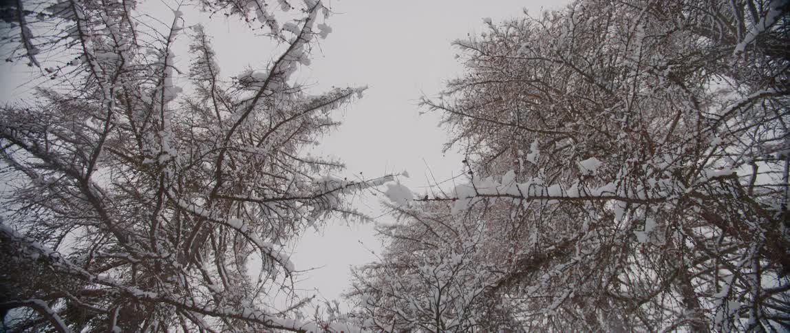 A view of the forest with snow on trees