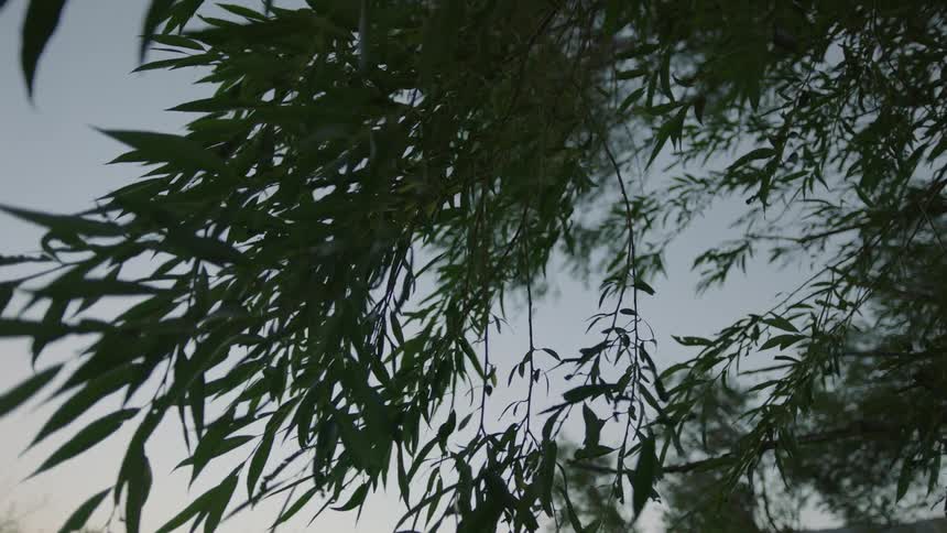 The wind is blowing the branch