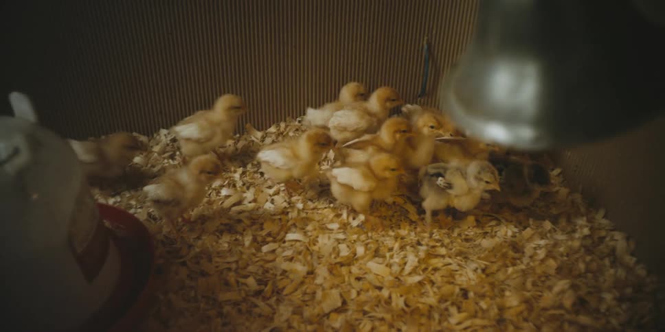 Chicks walk together in a cage