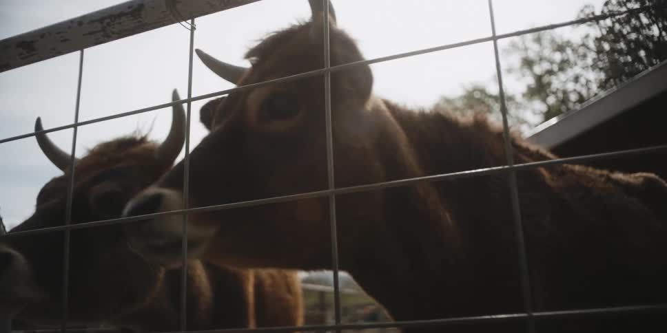 Cows stand at the edge of a fence in pen