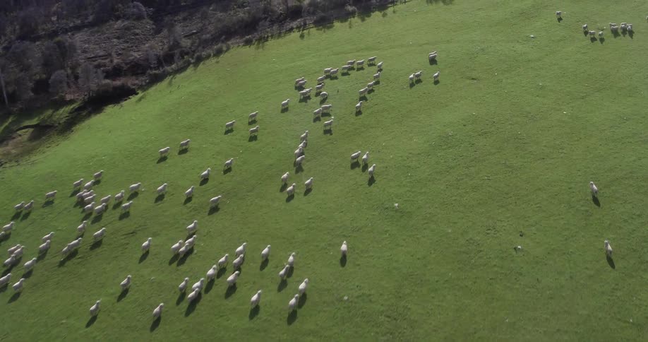 Aerial view of sheep running in a green field