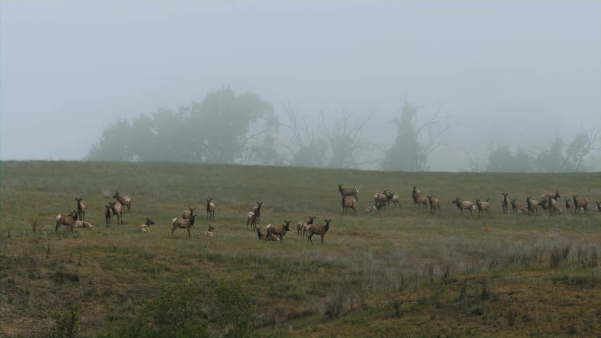 A herd of animals are on the field