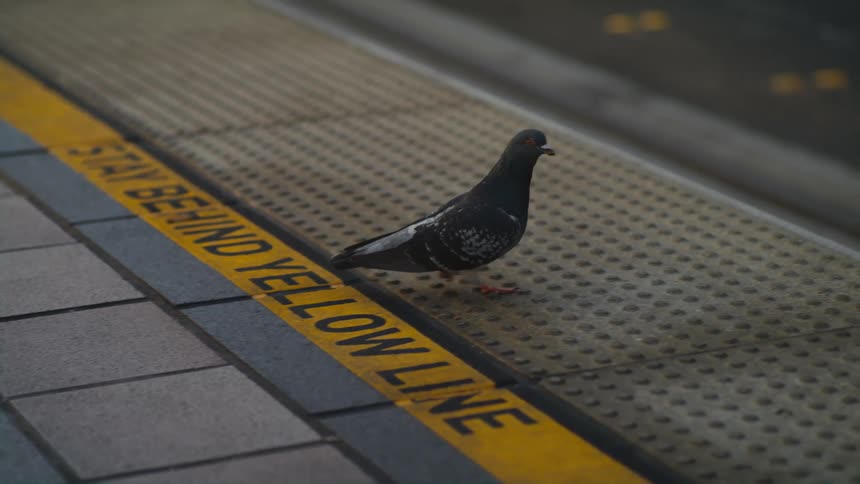 A bird is walking in a downtown city