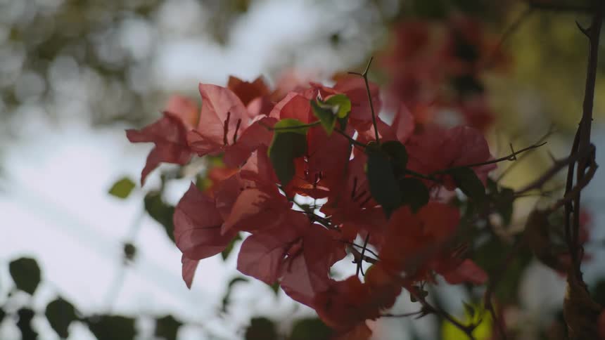 Pink flowers and leaves move in the breeze
