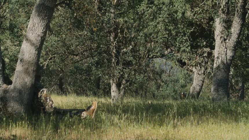 A turkey is walking in a wooded area