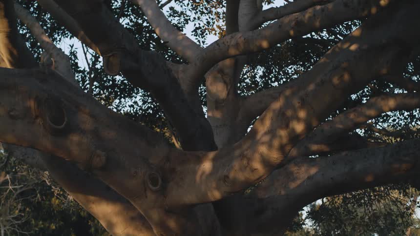 Thick branches diverging from the trunk of tree during the day