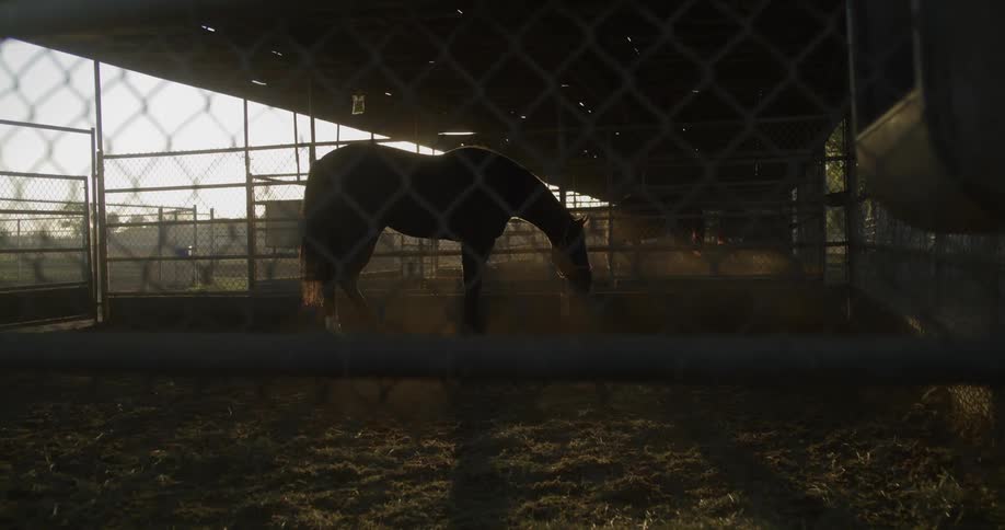 A horse is in a barn while the sun is setting