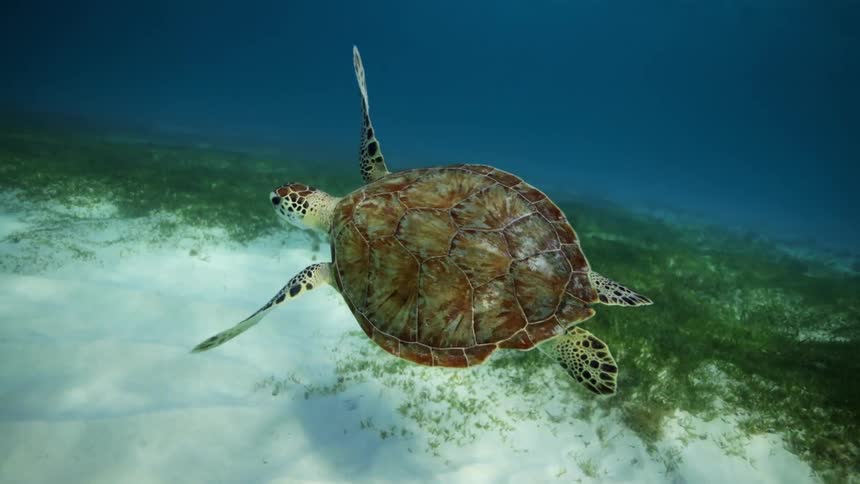A sea turtle is swimming underwater