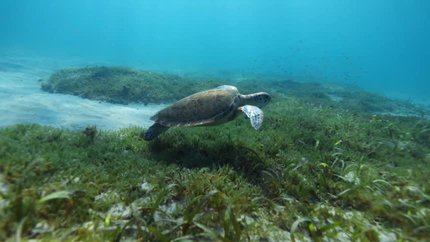 A turtle swims at the bottom of the sea