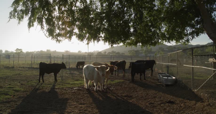Beef cattle and two water troughs in a fenced in corral with mountains in the distance