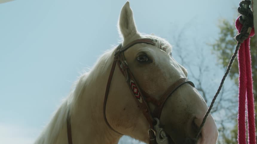 A horse is at a farm and tied to a fence