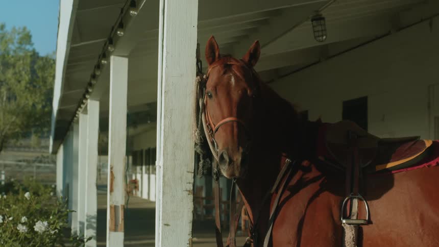 A horse is near a building in a rural area during spring