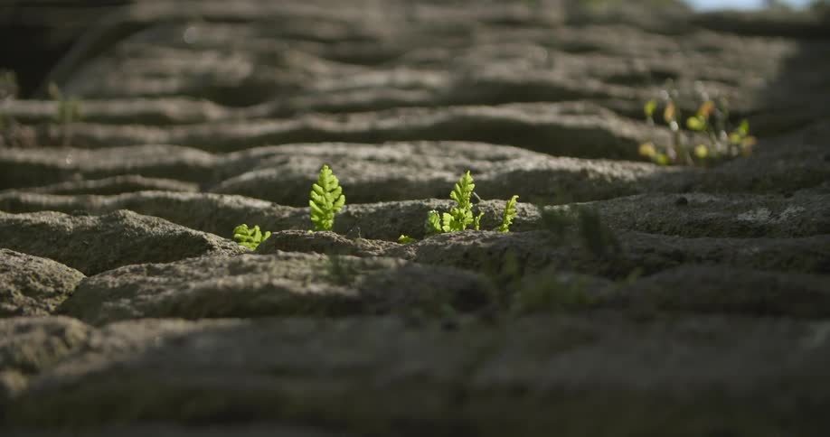 Plant leaves sprouting through rock crevices in the canyon
