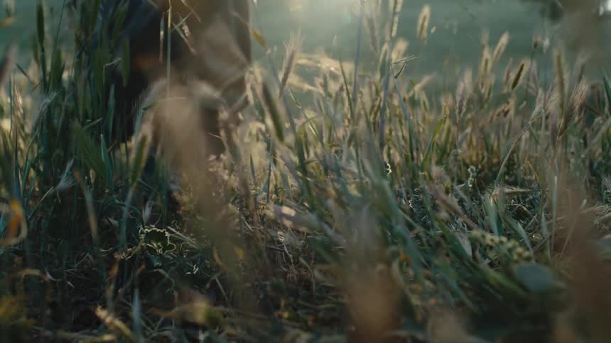 A person walks through the grass