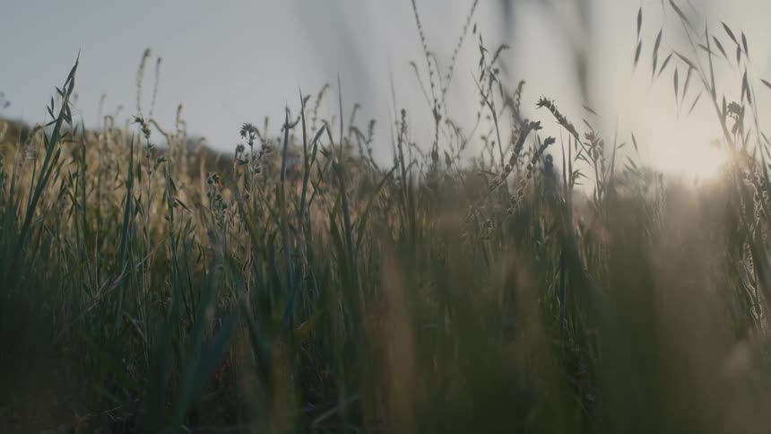 A view of grass out in the plains