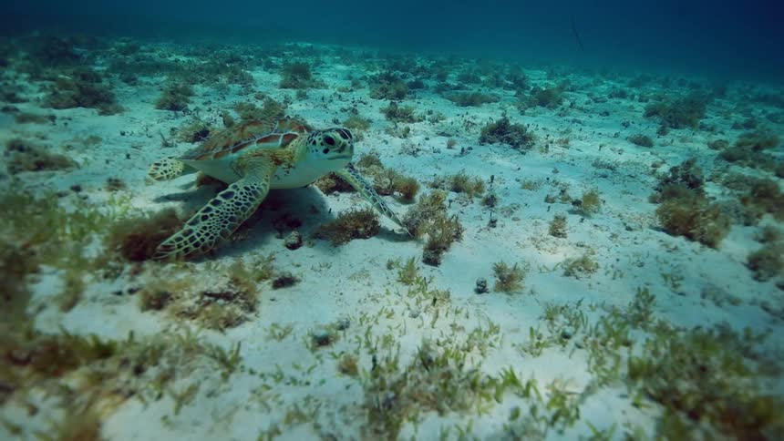 A sea turtle calmly swims near the sandy bottom of the ocean