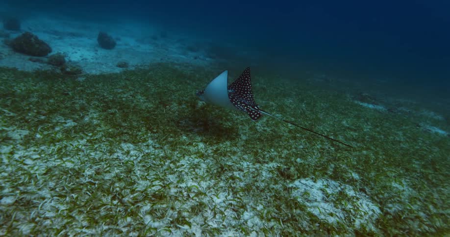 Close to the ocean floor a spotted sting ray gracefully swims through the water