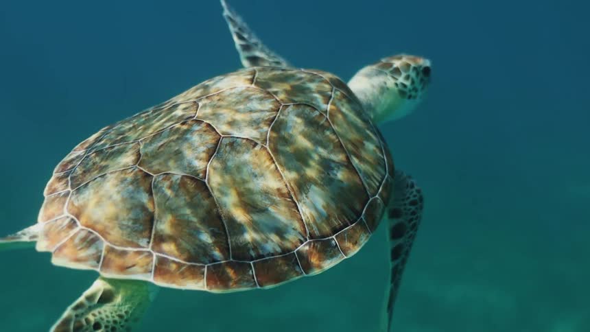 A turtle is swimming under clear water as the sun reflects the ripples from the water surface