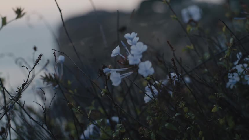 The wind is blowing the flowers on the cliff