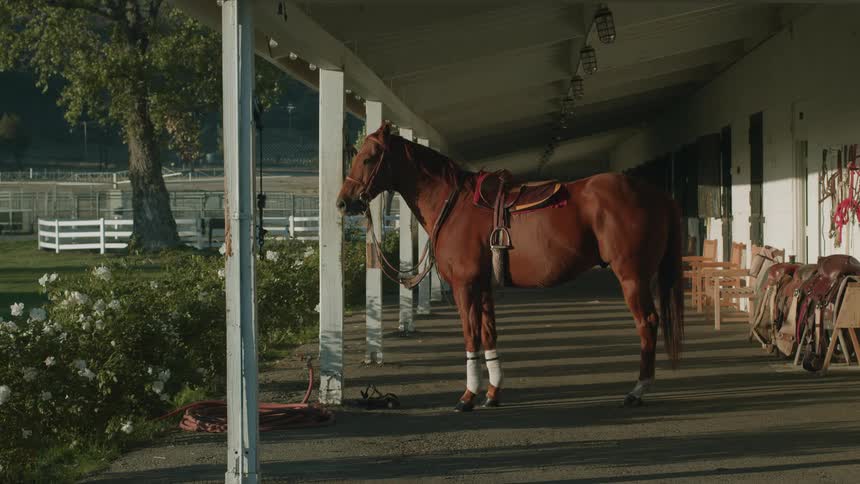 A horse walks around the stables outside