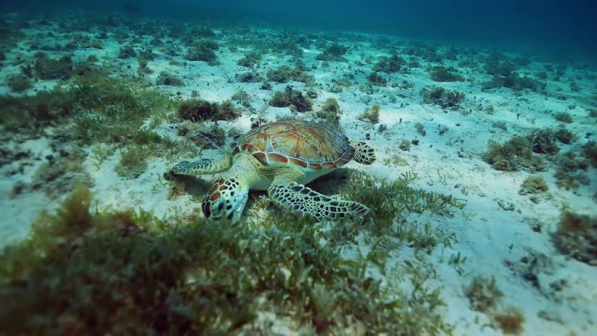 Turtle swims and grazes underwater