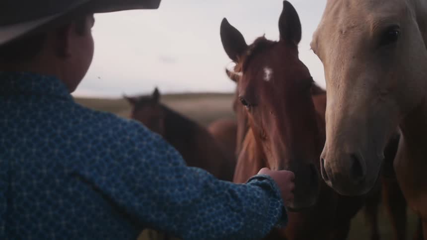 Young boy holding his hand out to horses