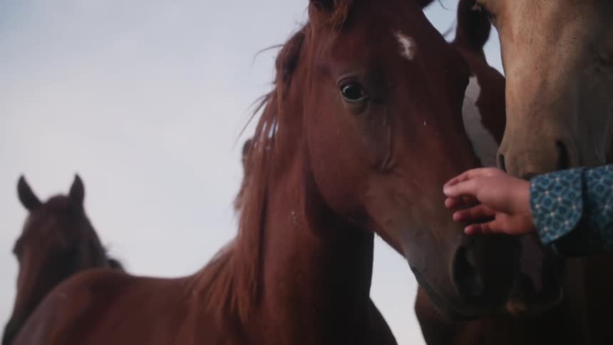 A man gently approaches and pets wild horses