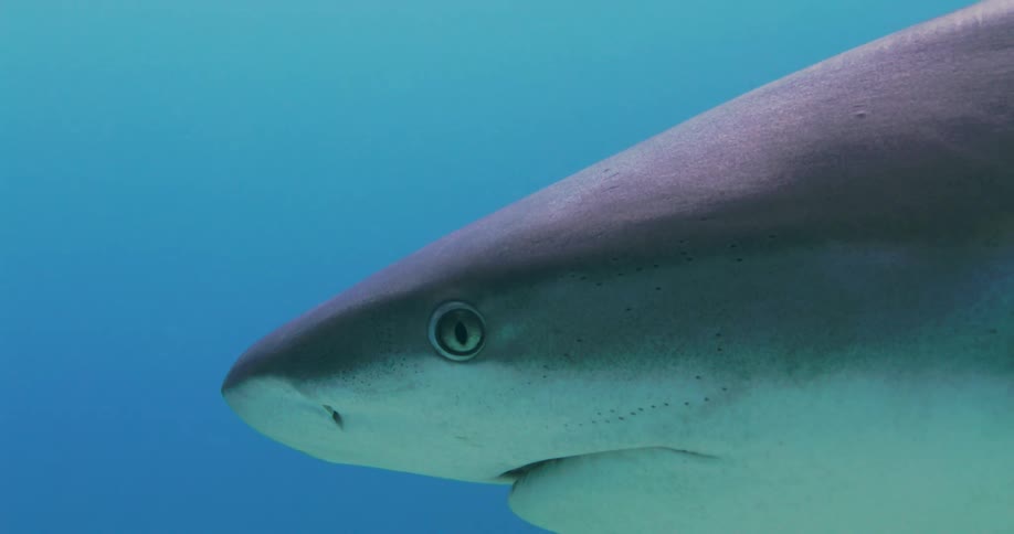 Shark swims through blue water
