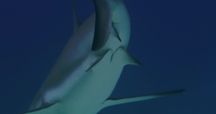 Underwater footage of a great shark swimming slowly in the deep blue ocean water