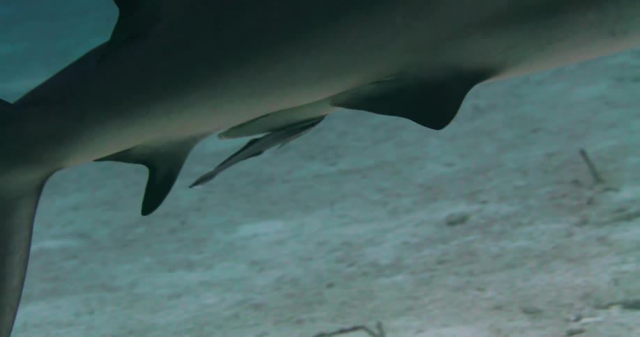 Underwater footage of a remora clinging on the underbelly of a shark swimming near the bottom of the ocean
