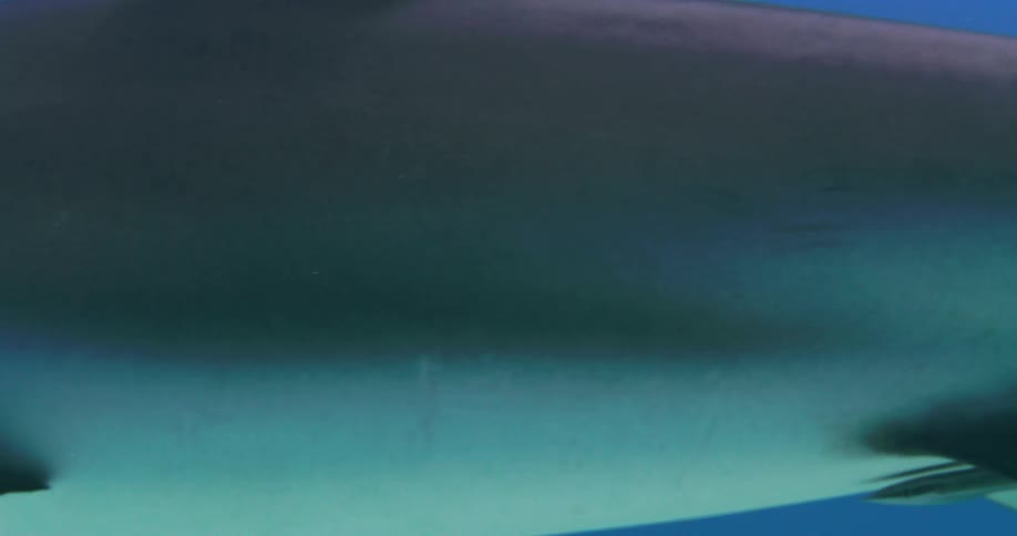 A shark is swimming in clear blue water