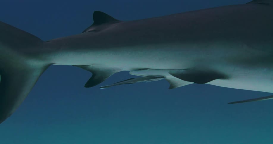 Shark moves its fin as it swims near the bottom of the ocean
