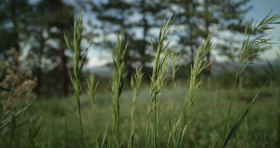 Tall grasses gently in the breeze near the field and trees under a blue sky as mountains sit in the distance