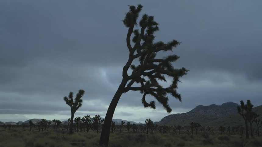 A number of joshua trees stand upright in the desert under a cloudy sky