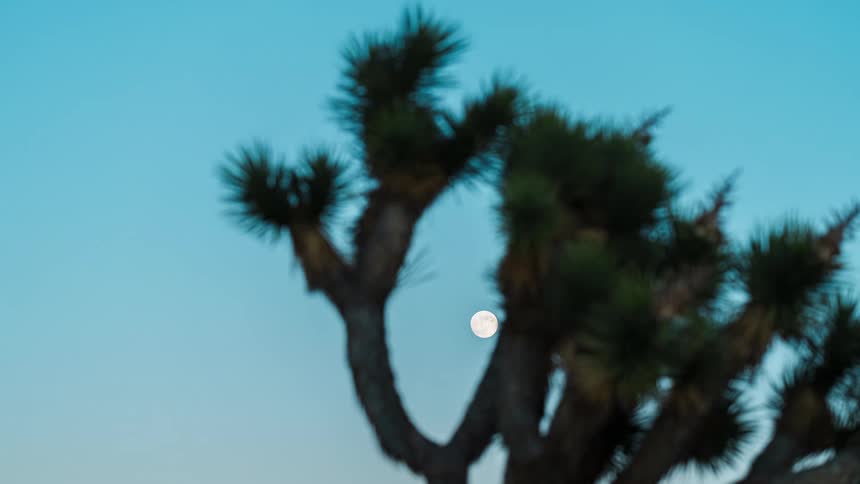 The moon is rising in the sky
