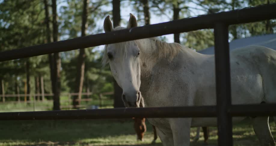 A white horse eats grass while standing near a fence on a ranch