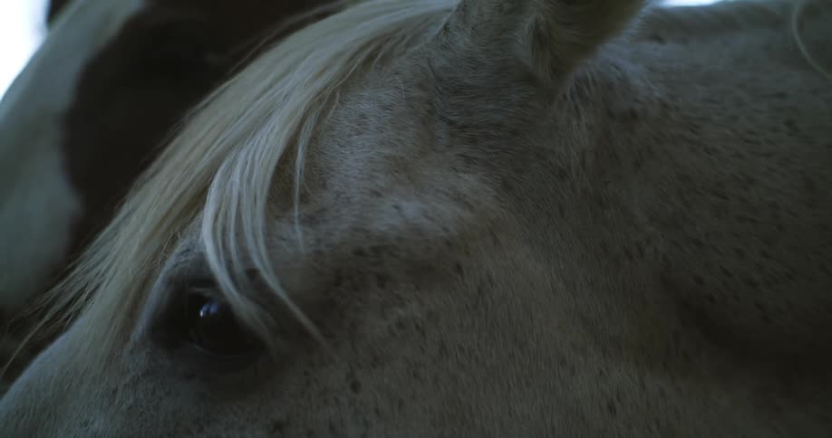 Close up of the black eye on a pinto horse face outdoors at evening