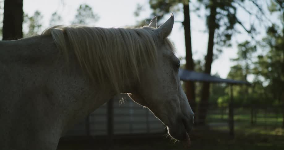 A horse slowly chews while standing outdoors during the day