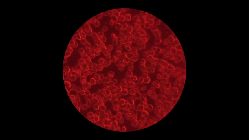 A round circle of red blood cells moving framed by black
